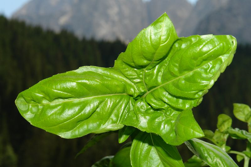Selasih (basil)