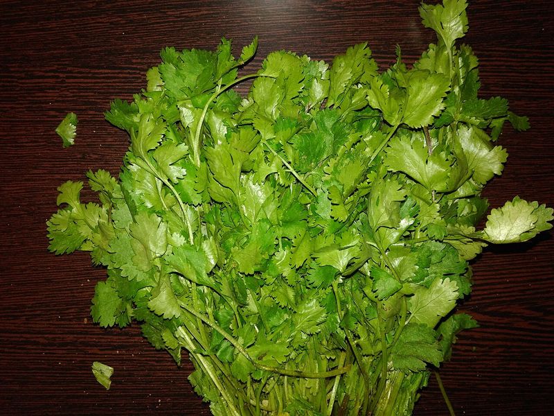 Coriander (ketumbar)