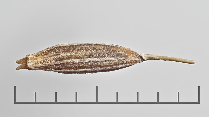 Cumin (jintan putih)