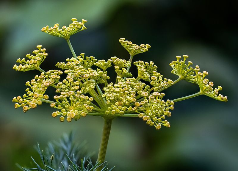 Dill (daun dil)