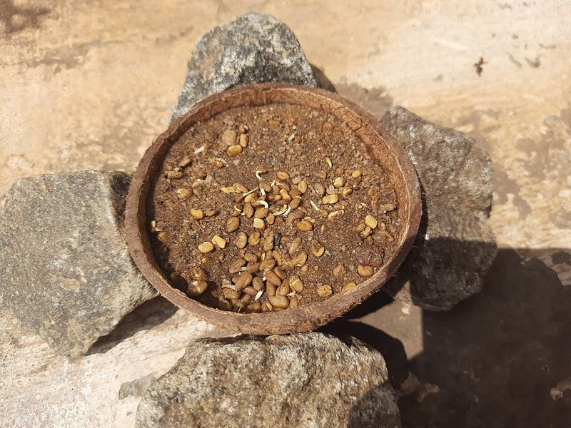 Halba (fenugreek)