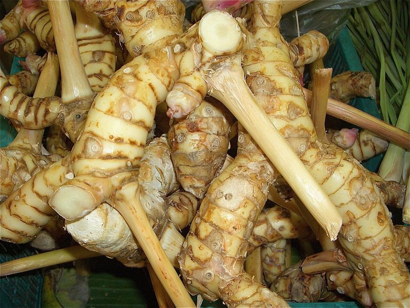 Lengkuas (galangal)