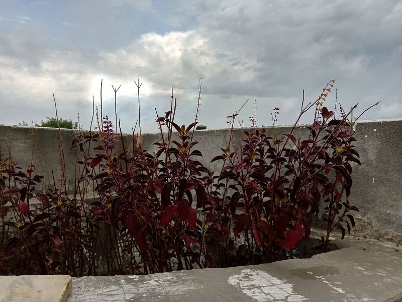 Holy Basil (selasih suci)
