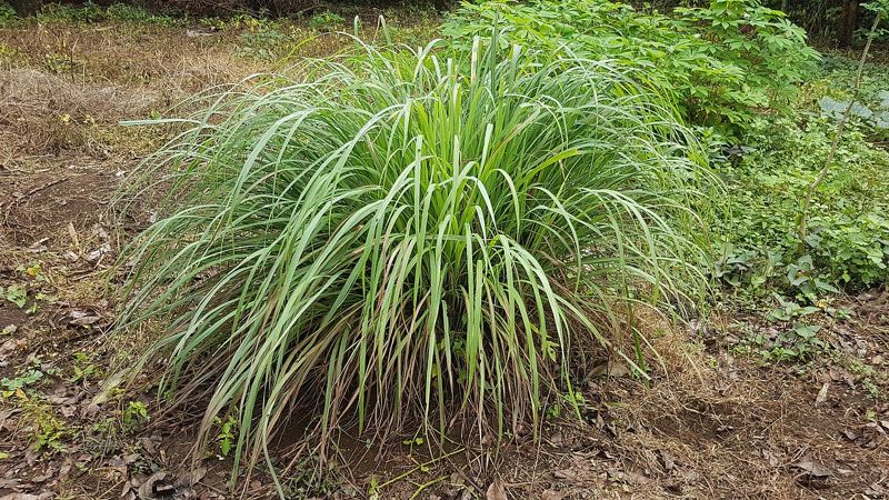 Serai (lemongrass)