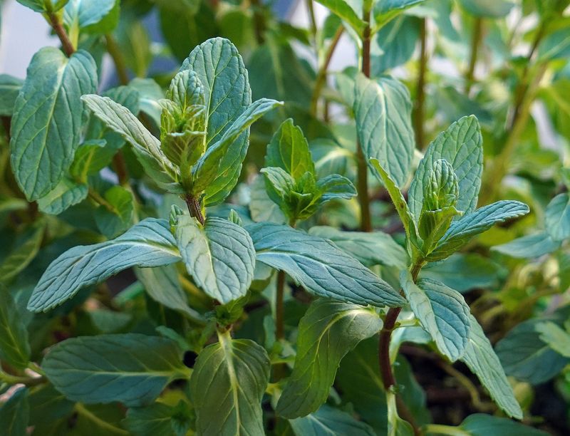 Pudina (mint)