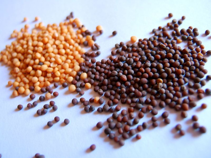 Biji Sawi (mustard seed)