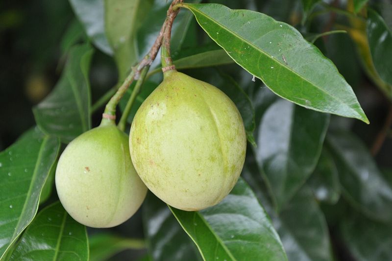 Nutmeg (buah pala)