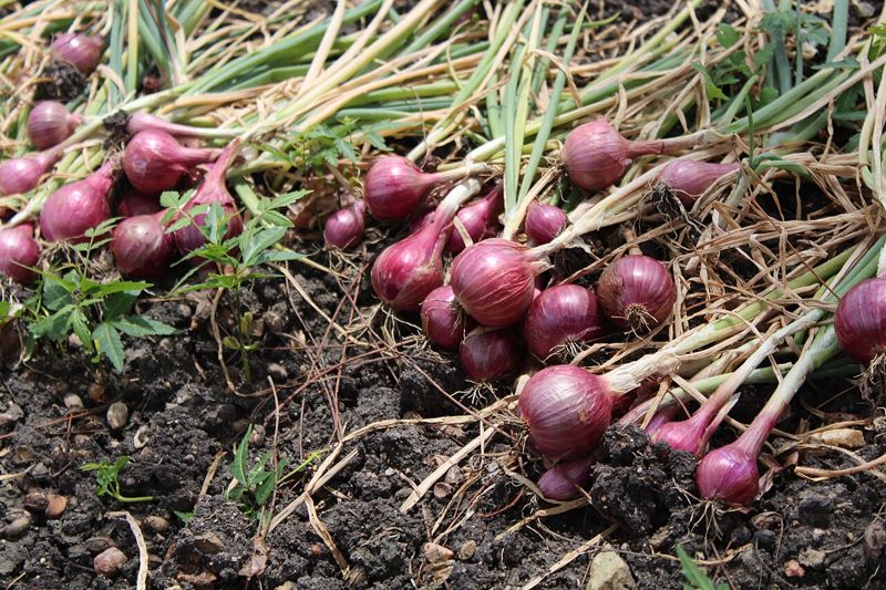 Bawang Besar (onion)