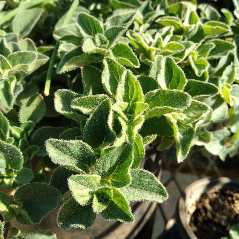 Oregano (oregano)