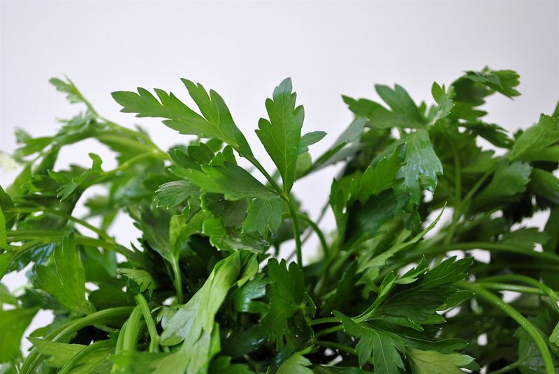 Parsley (pasli)