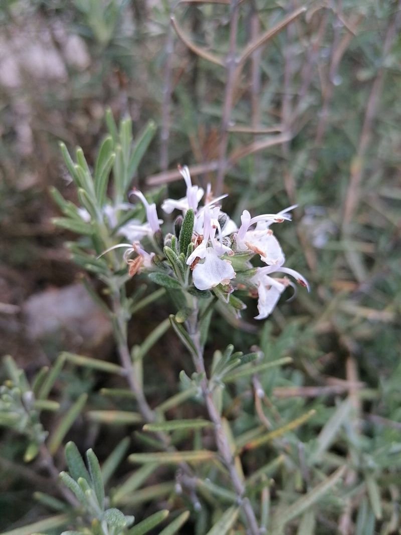 Rosemary (rosemari)