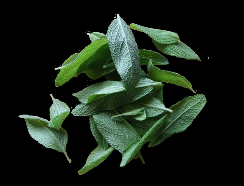 Sage (sage)