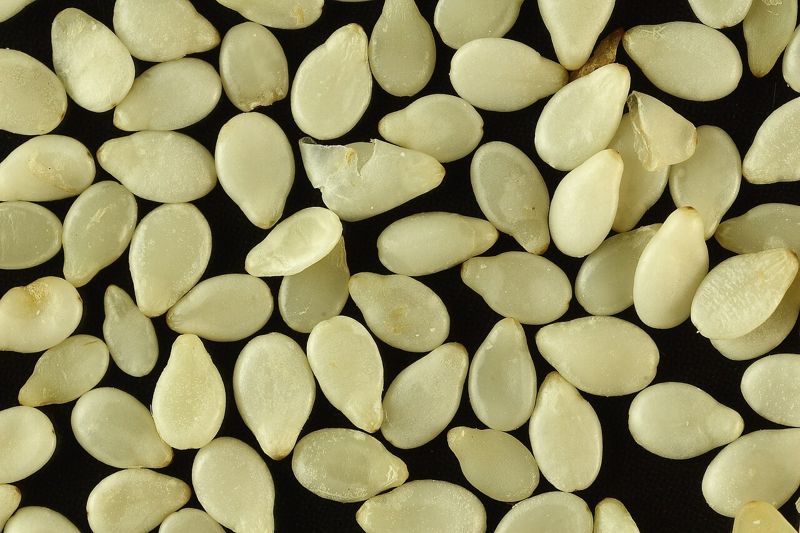 Sesame (bijan)