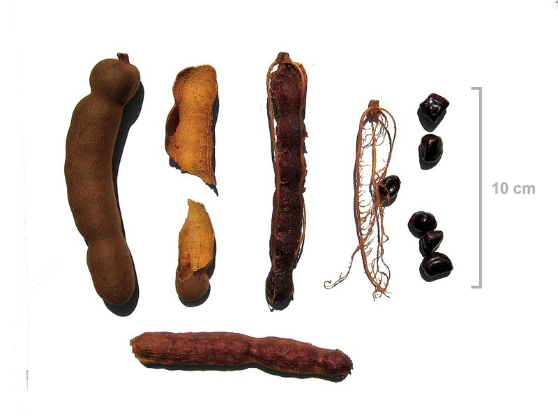 Asam Jawa (tamarind)