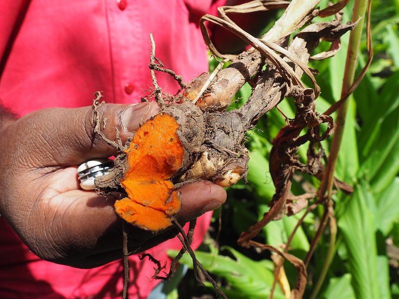 Kunyit (turmeric)